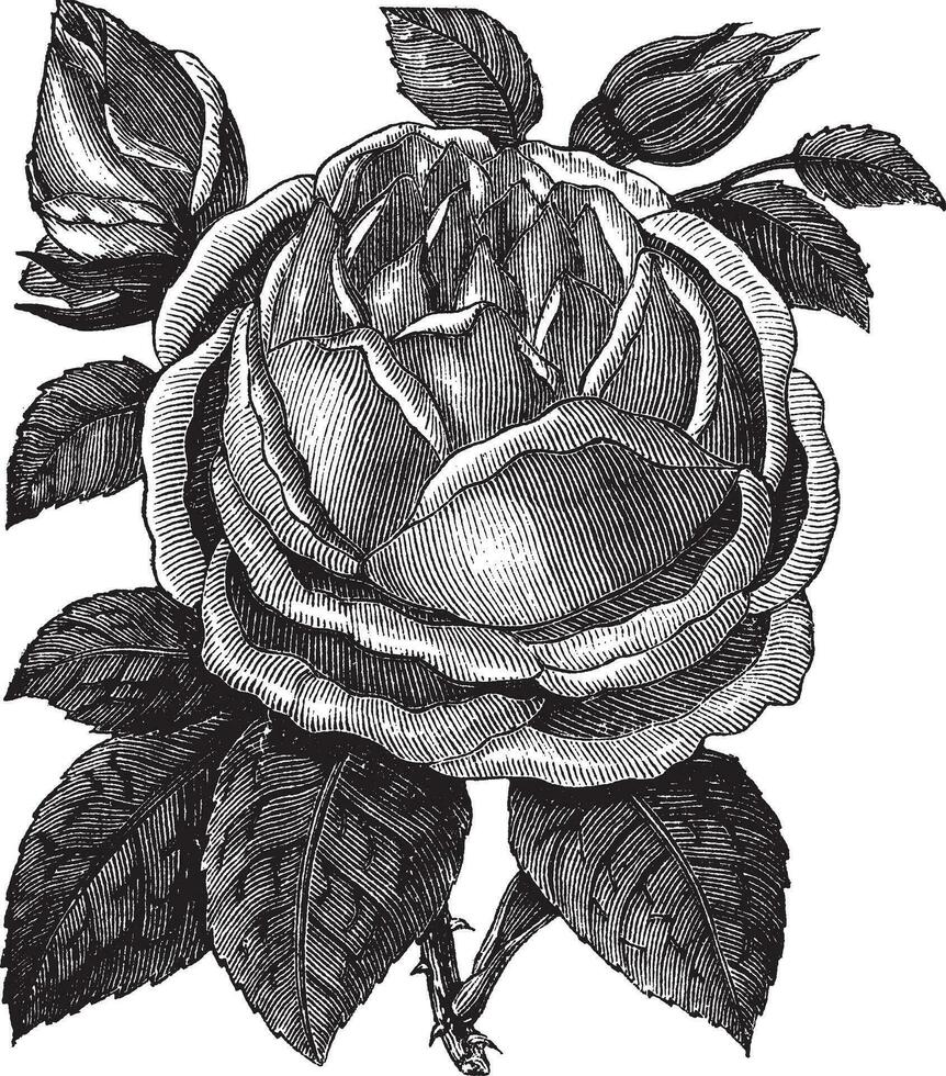 roos hazelnoot of rosa noisettiana wijnoogst gravure vector