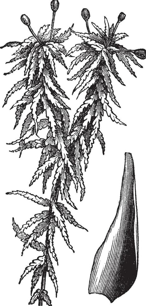 klein rood turf mos of veenmos capillifolia wijnoogst gravure vector