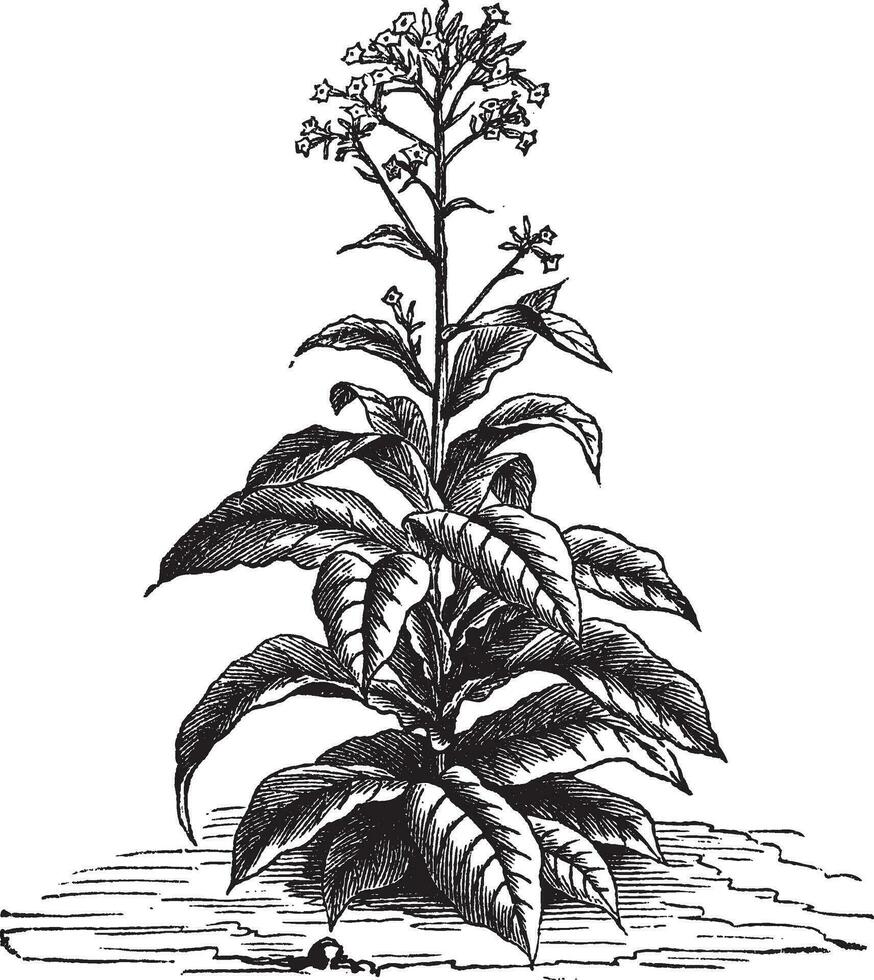 tabak nicotiana tabak, wijnoogst gravure. vector