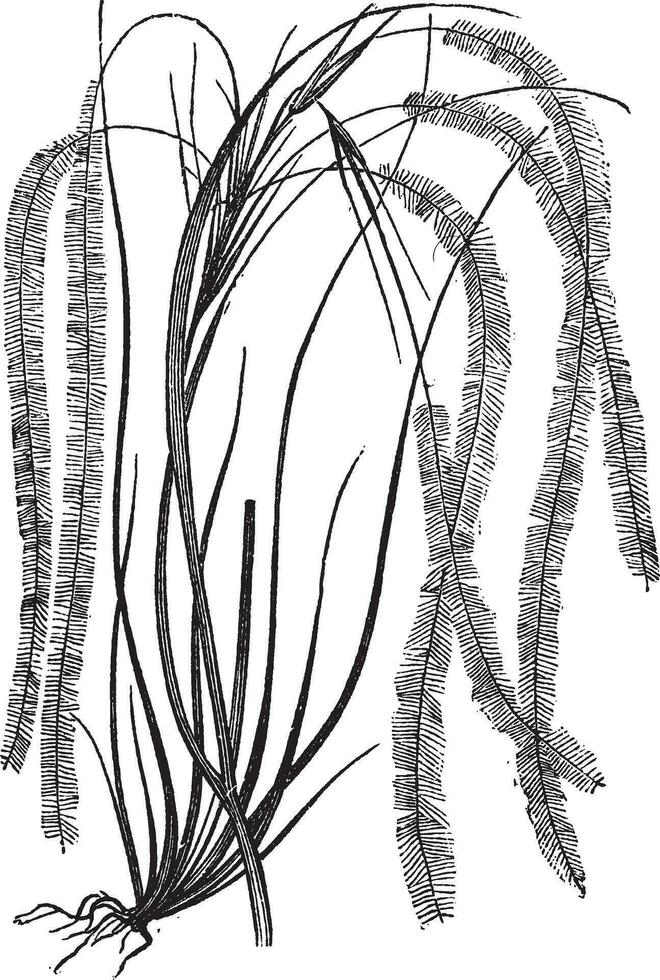 veer gras of stipa pennata wijnoogst gravure vector