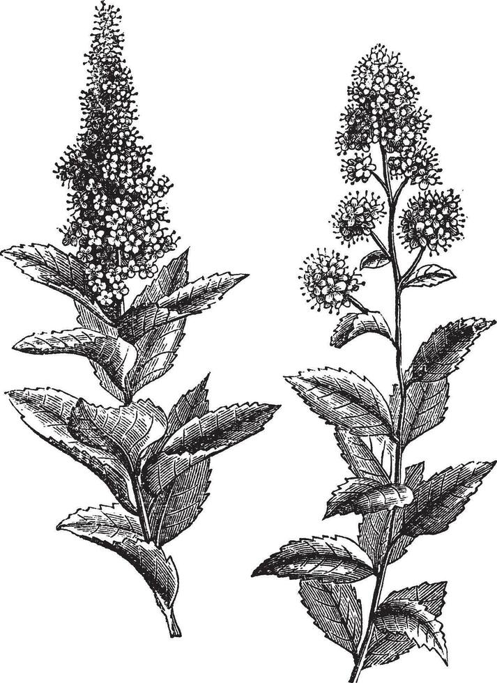 spiraea salicifolia en torenspits of spiraea tomentosa wijnoogst gravure vector