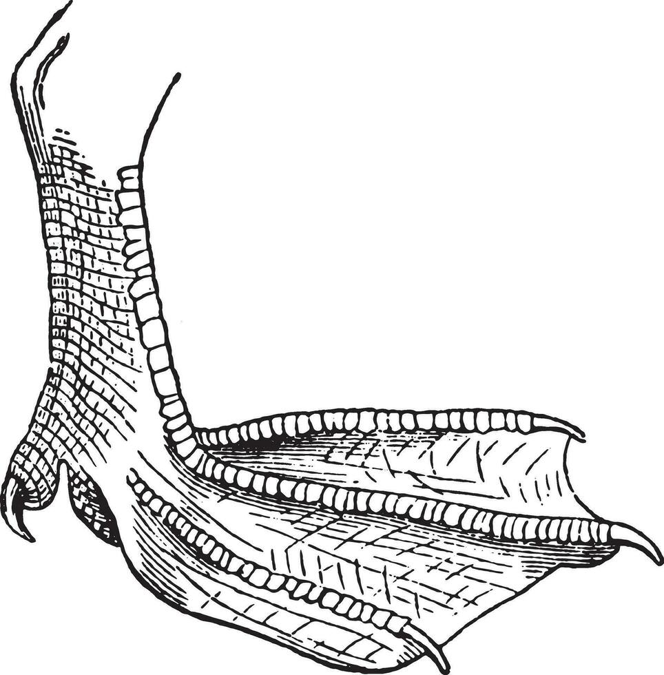 met zwemvliezen voet, wijnoogst gravure. vector