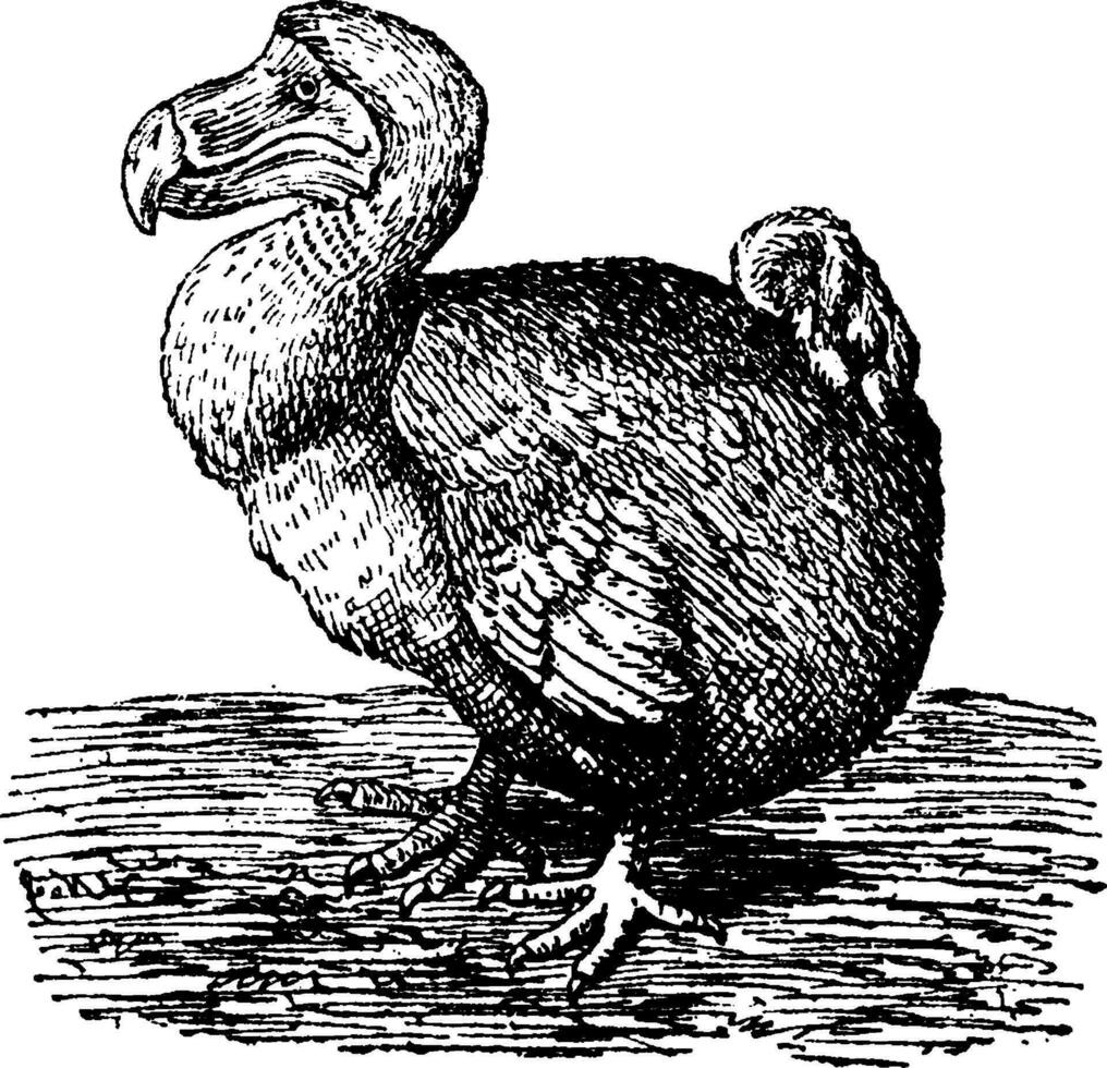 dodo, wijnoogst gravure. vector