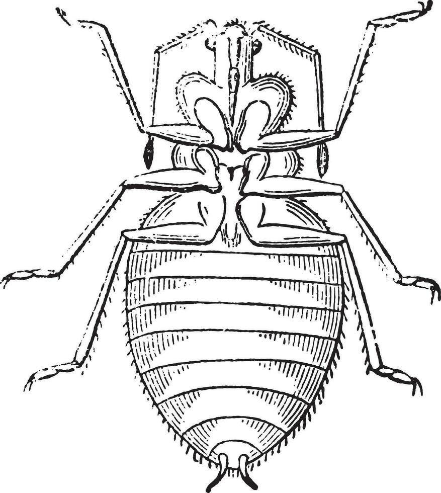 schild beestje, wijnoogst gravure. vector