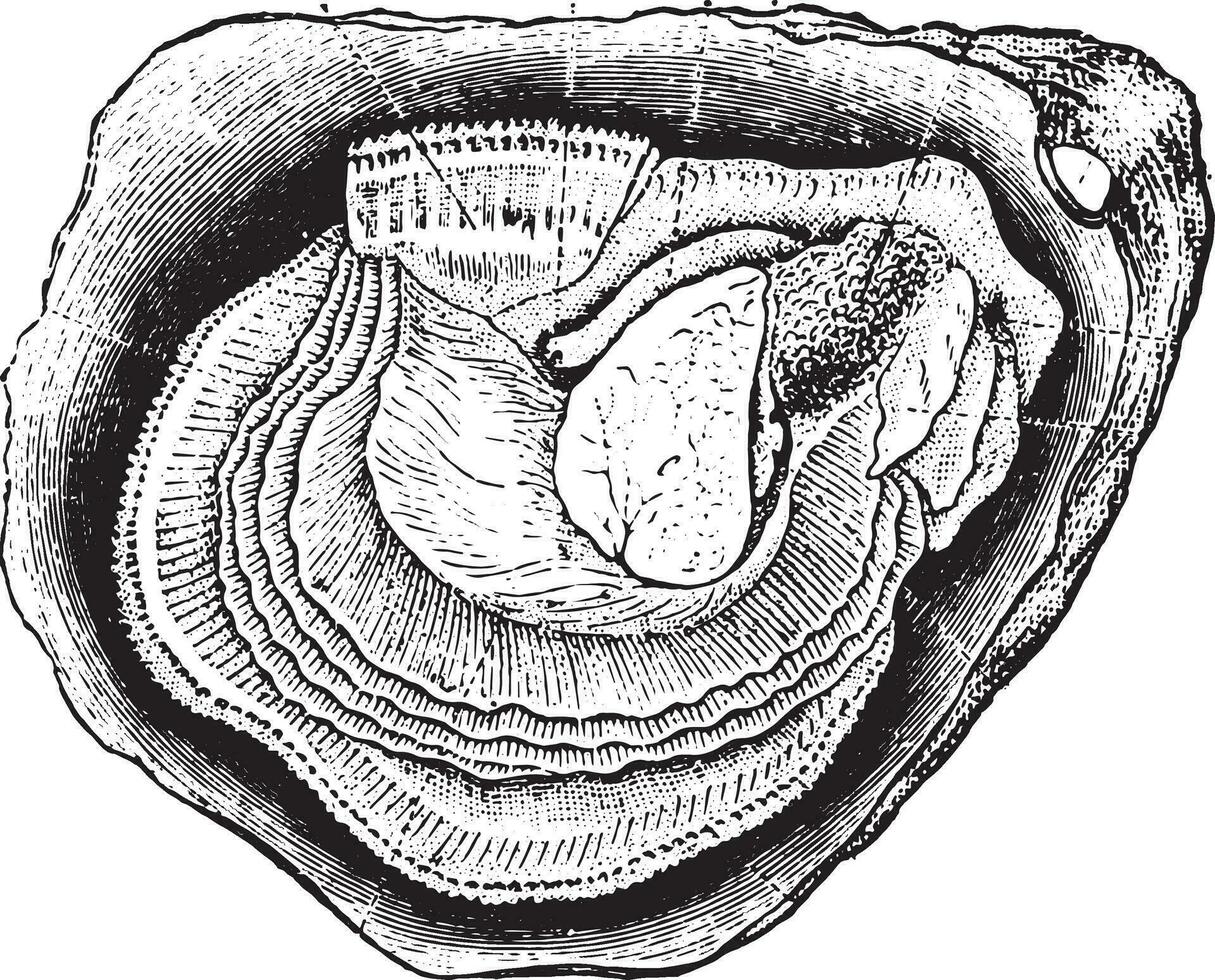 anatomie van de oester, wijnoogst gravure. vector