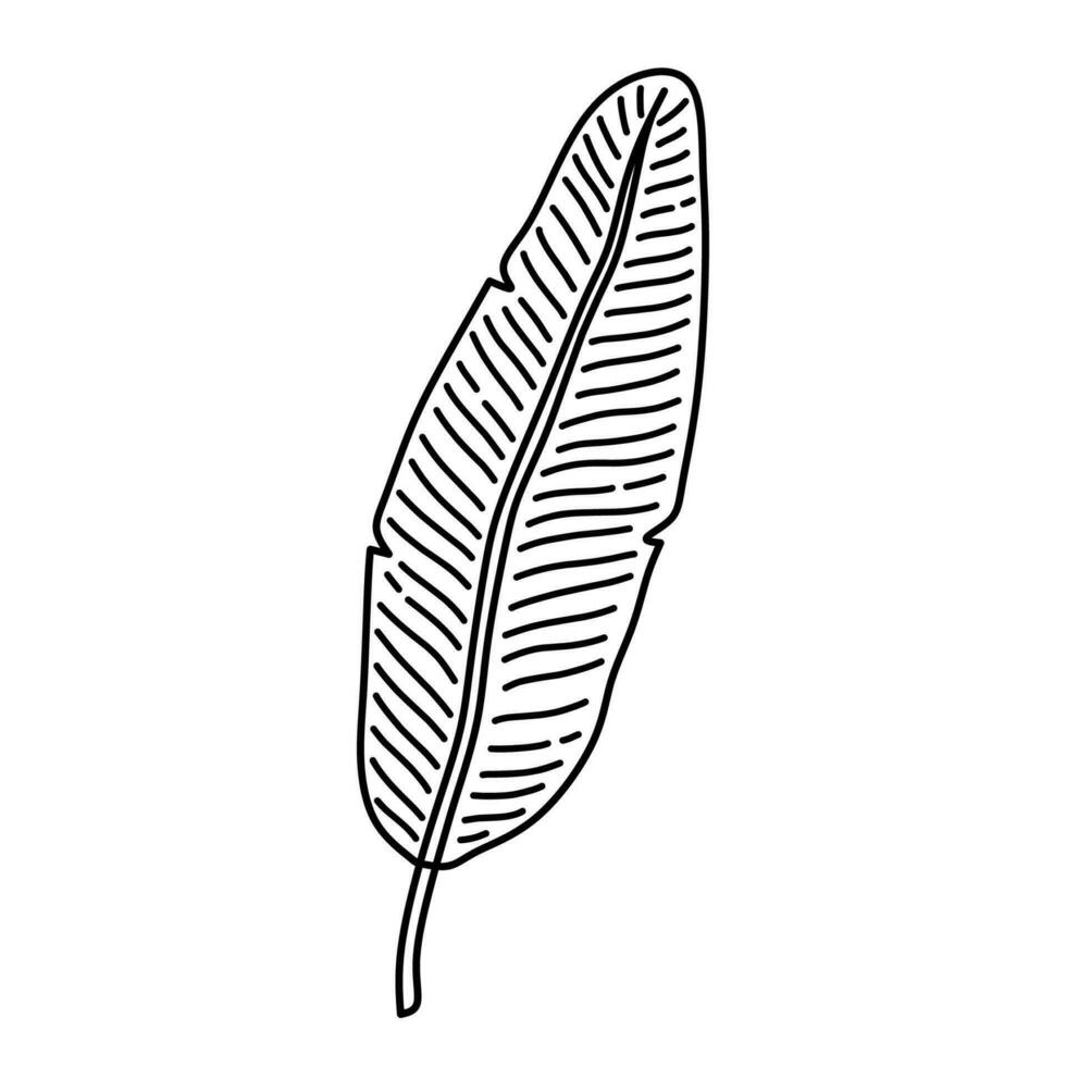 tropisch banaan blad geïsoleerd Aan wit achtergrond. vector hand getekend illustratie in tekening stijl. perfect voor logo, kaarten, decoraties, divers ontwerpen. botanisch clip art.