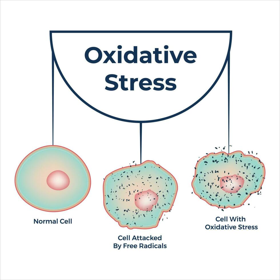 oxidatief spanning diagram vector illustratie ontwerp