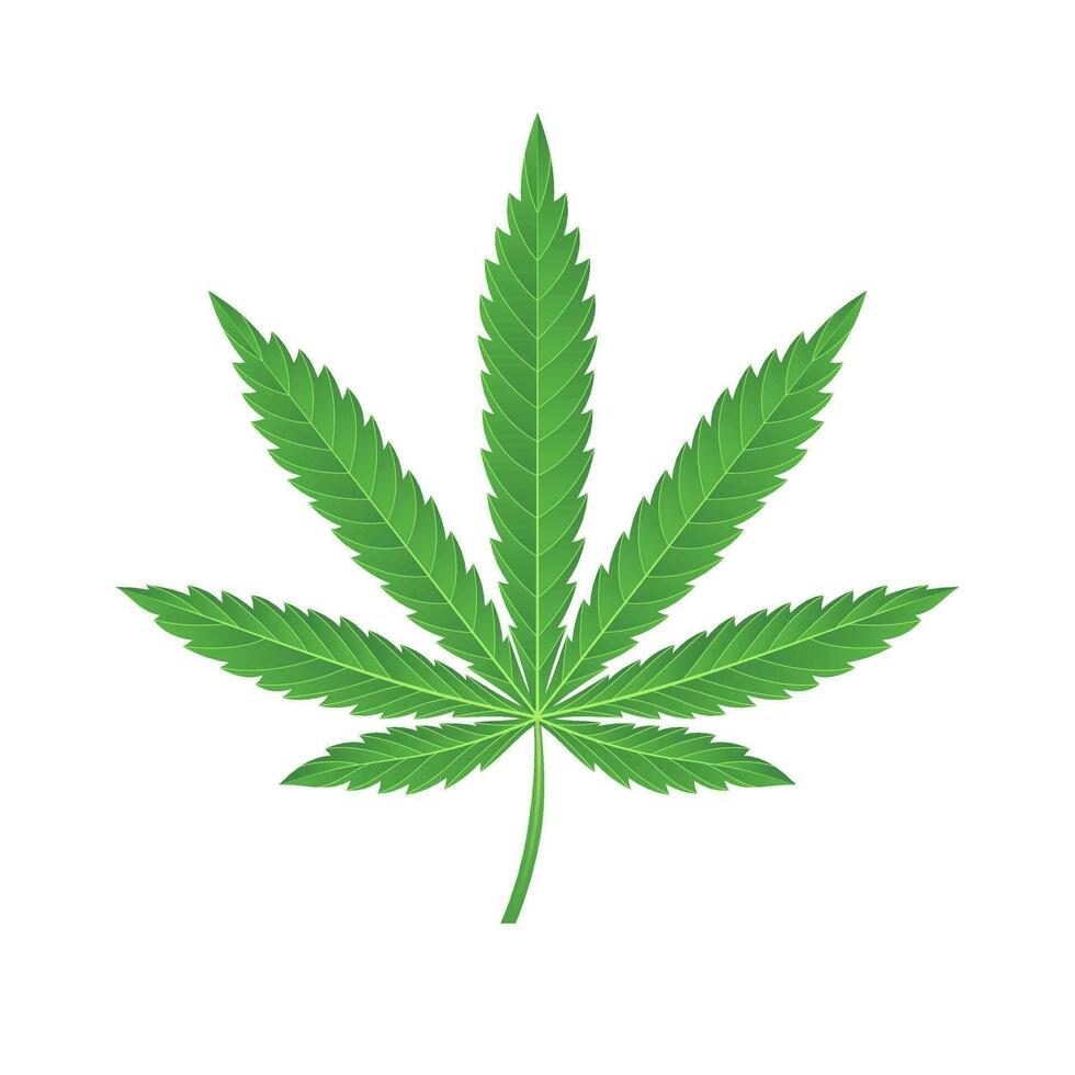 groen marihuana blad vector illustratie