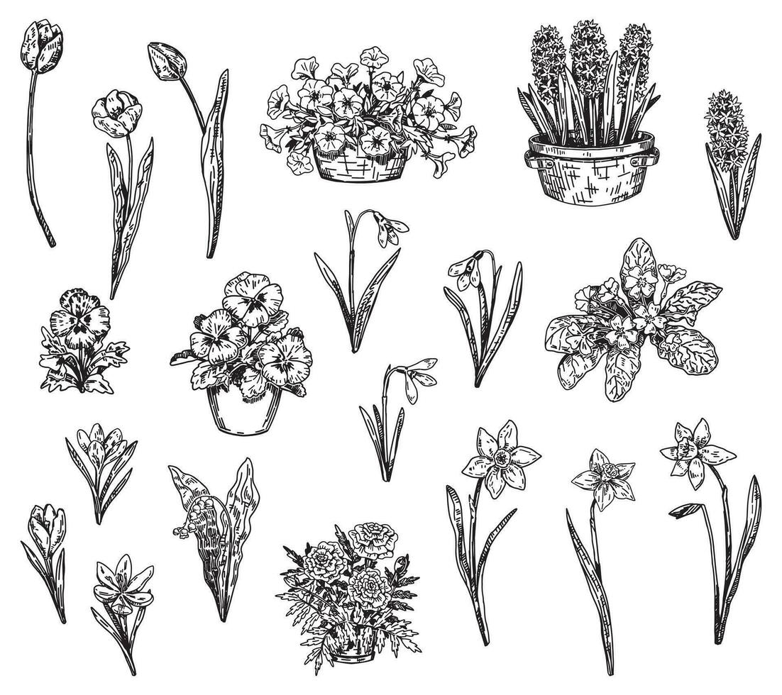 voorjaar tijd bloemen verzameling. clip art reeks van sneeuwklokjes, tulpen, narcis, viooltjes, krokus, hyacint, sleutelbloem, goudsbloemen, petunia's, lelies van de vallei. vector illustraties geïsoleerd Aan wit.