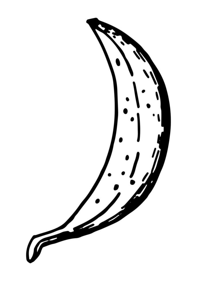 banaan fruit schetsen clip art. zoet exotisch fruit tekening geïsoleerd Aan wit. hand- getrokken vector illustratie in gravure stijl.