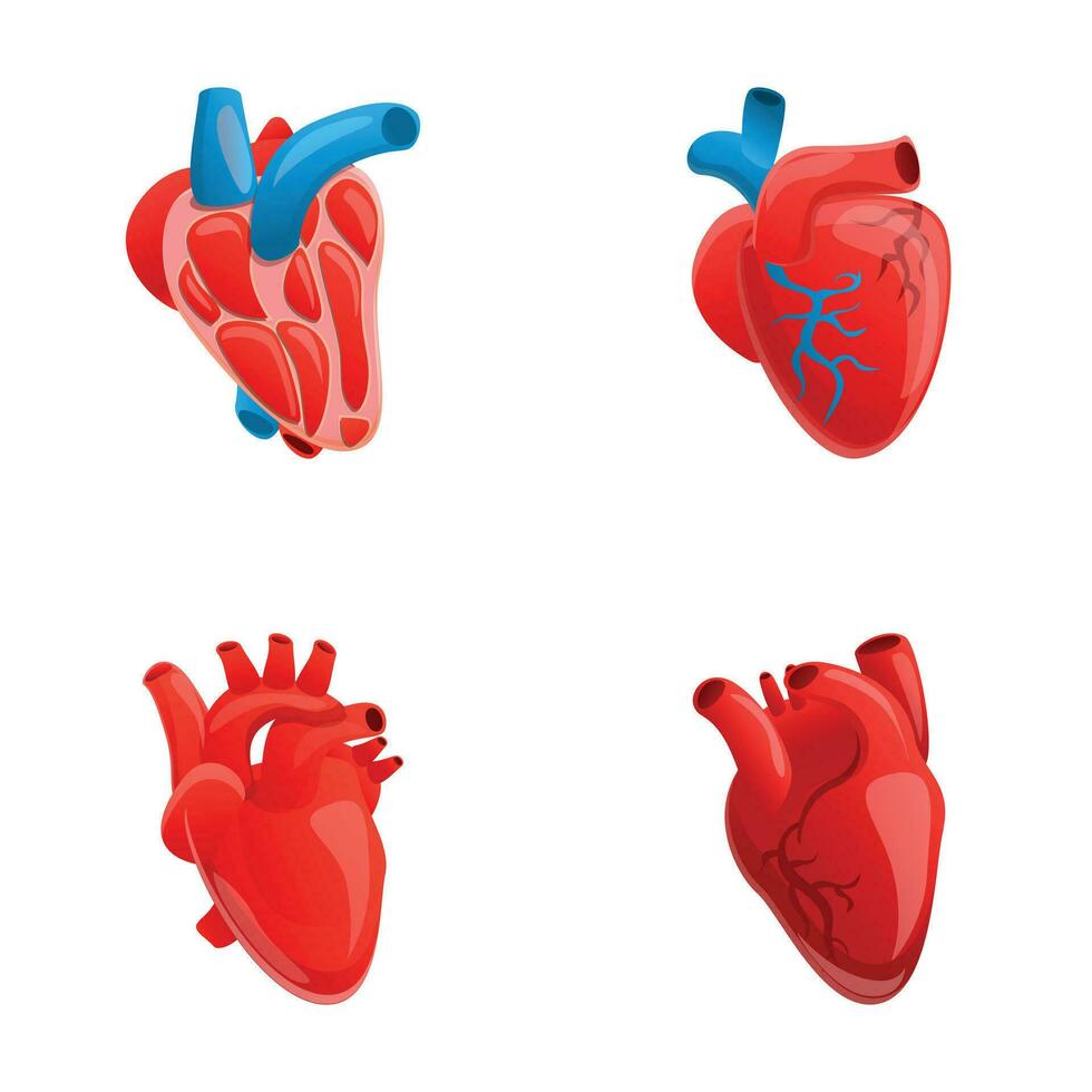 menselijk hart pictogrammen reeks tekenfilm vector. hart met veneus systeem vector