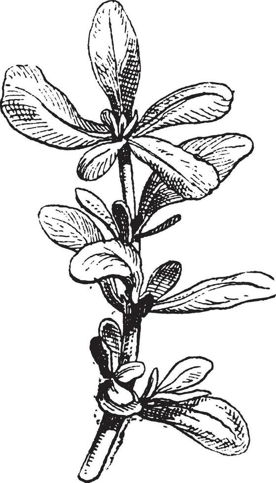 gemeenschappelijk postelein of portulaca oleracea wijnoogst gravure vector
