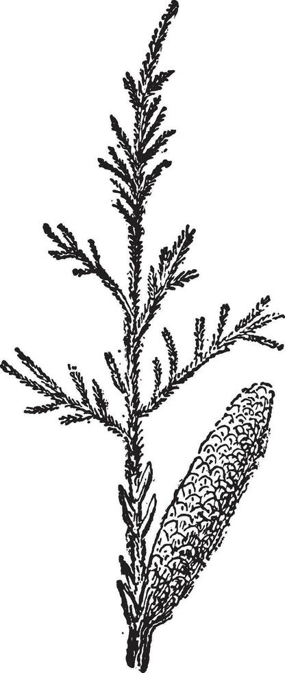 tamarix of zout ceder wijnoogst gravure vector