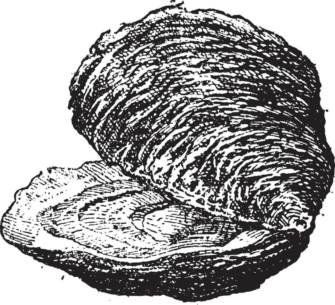 oester tweekleppig weekdier, wijnoogst gravure. vector