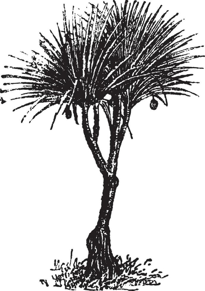 vaquois pandanus kandelaar, wijnoogst gravure. vector