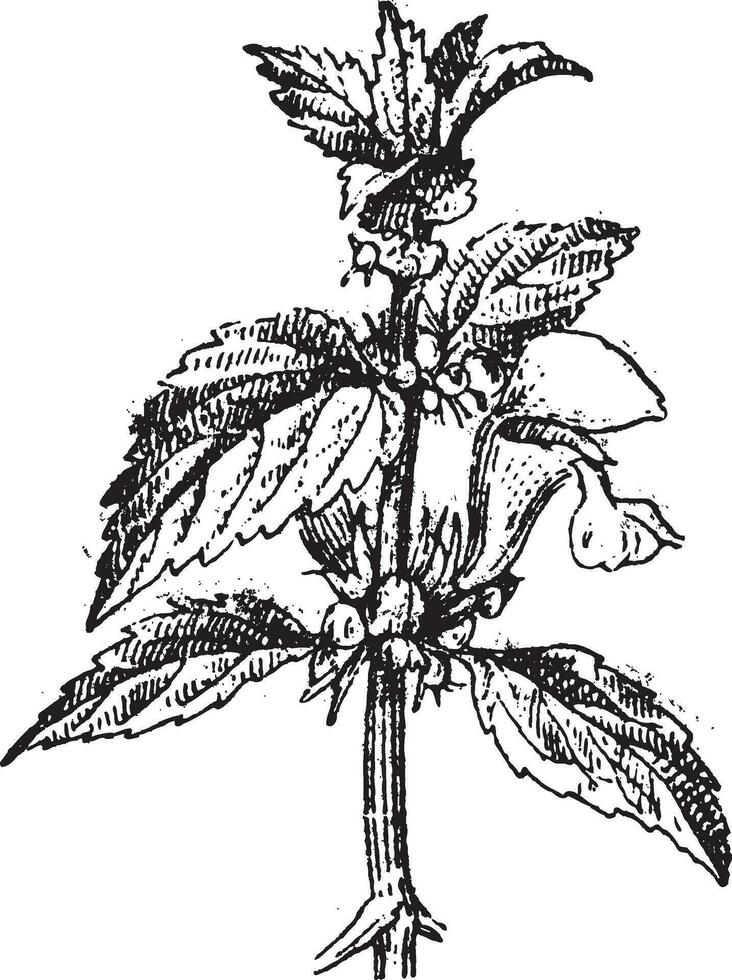 lamium album of wit dovenetel wijnoogst gravure vector