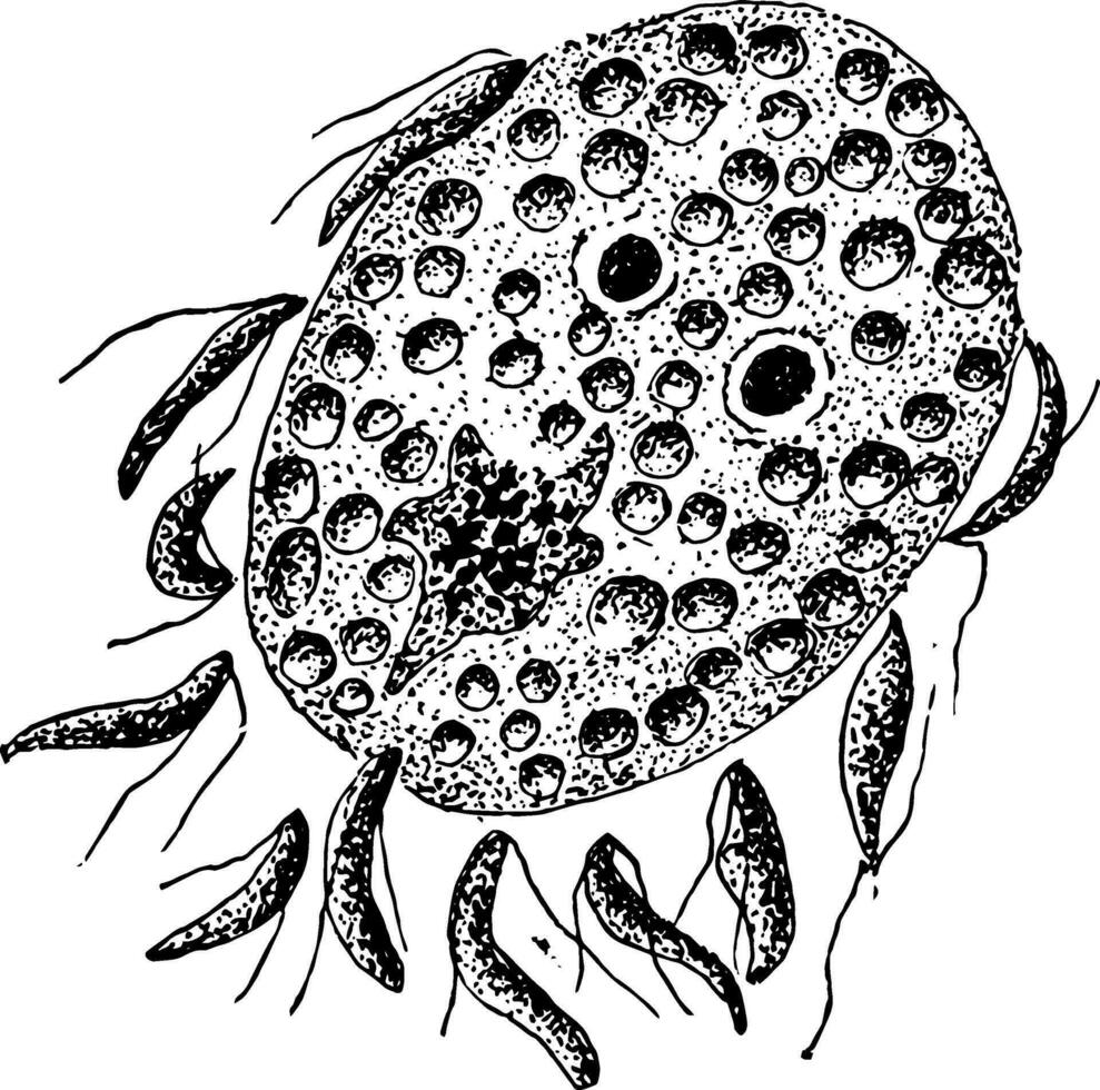 bevruchting van cyclospora cayetanensis, wijnoogst illustratie vector