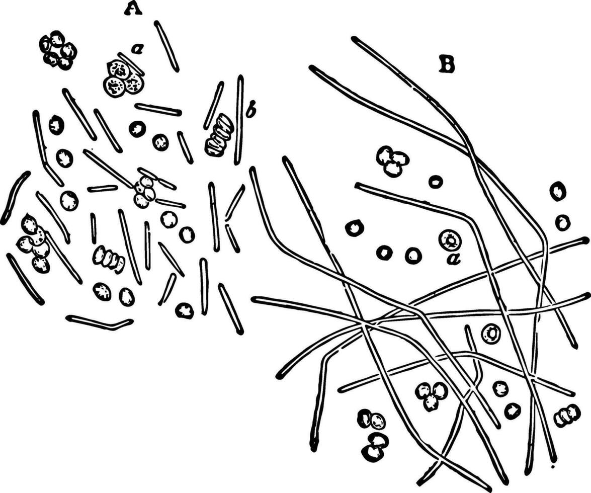 bacillen anthracis wijnoogst illustratie vector