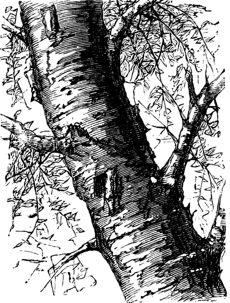 wit berk of betula papyrifera, boom, kofferbak, wijnoogst gravure. vector