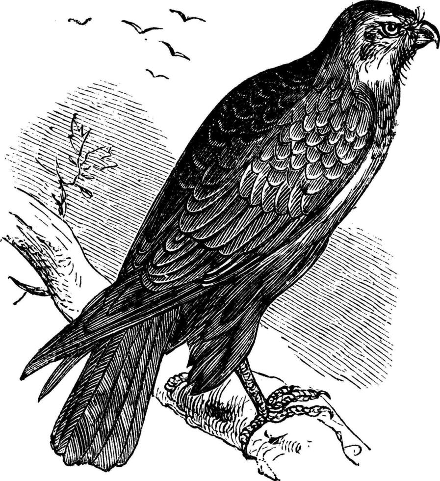 buteo buteo of gemeenschappelijk buizerd, roofvogel, wijnoogst gravure. vector