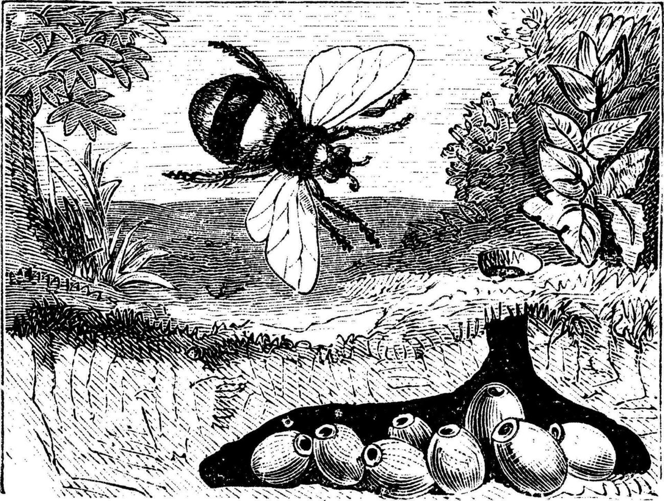 Bombus terrestris of buff-tailed hommel, hommel, nest, wijnoogst gravure. vector