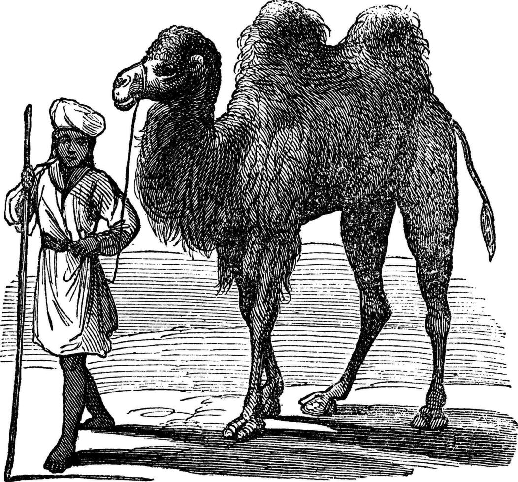 Bactrian kameel of camelus bactrianus wijnoogst gravure vector