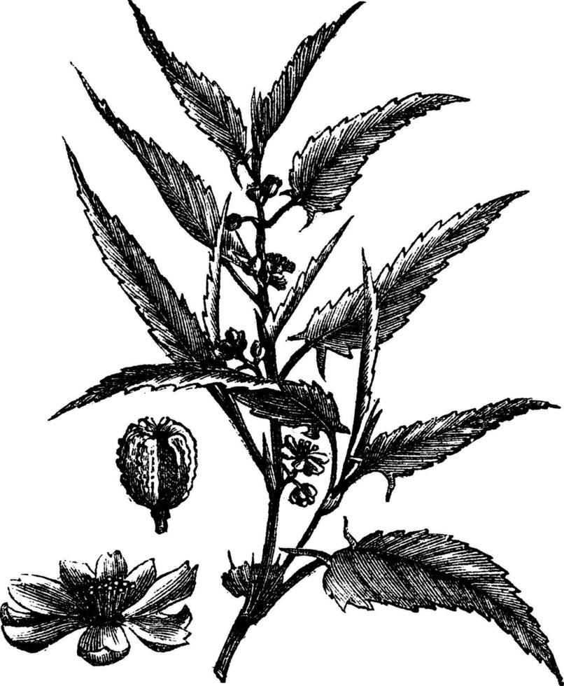 jute- of corchorus capsularis of corchorus olitorius wijnoogst gravure vector