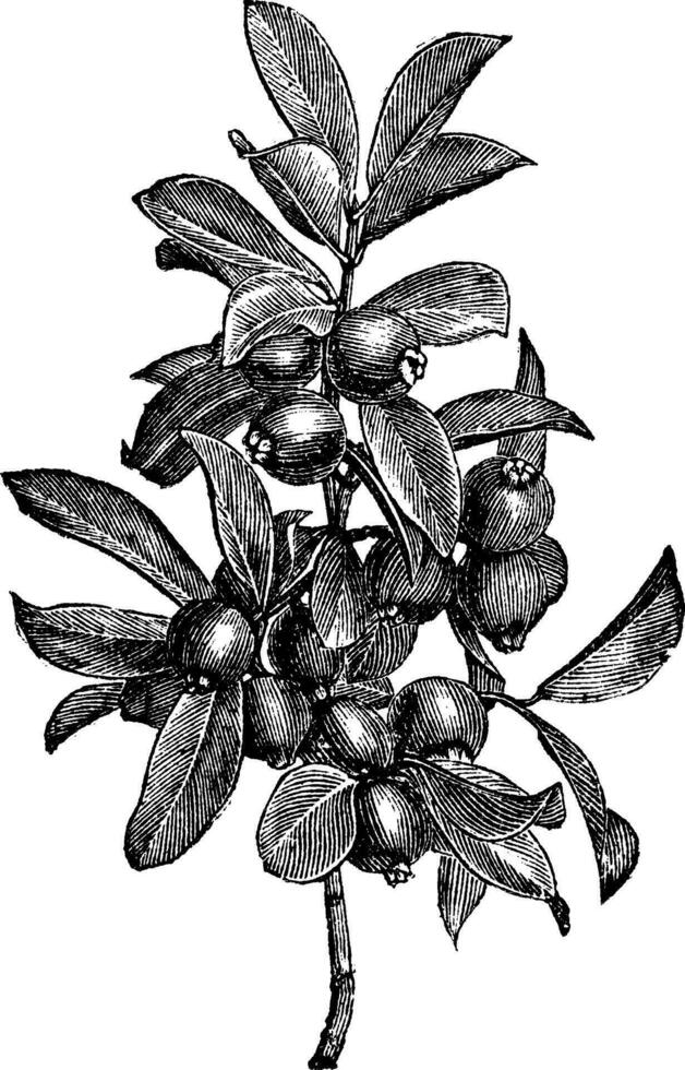 cattley guava of psidium litorale wijnoogst gravure vector