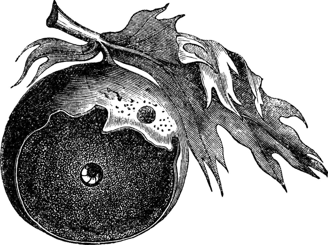 gal van een eik en de manier van insect ontsnapt wijnoogst gravure vector