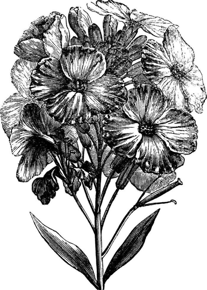 Egeïsch muurbloem of erysimum cheiri wijnoogst gravure vector