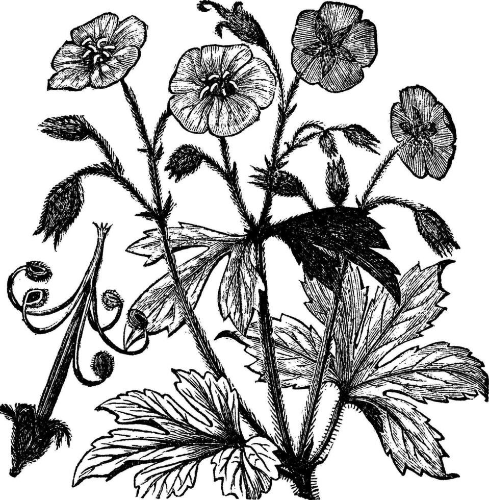gevlekte geranium of geranium maculatum wijnoogst gravure vector
