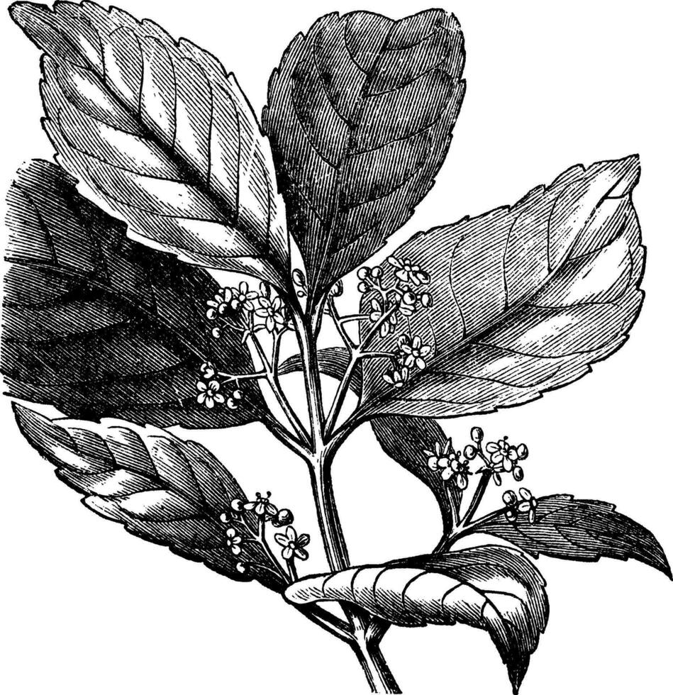 yerba maat of ilex paraguariensis wijnoogst gravure vector