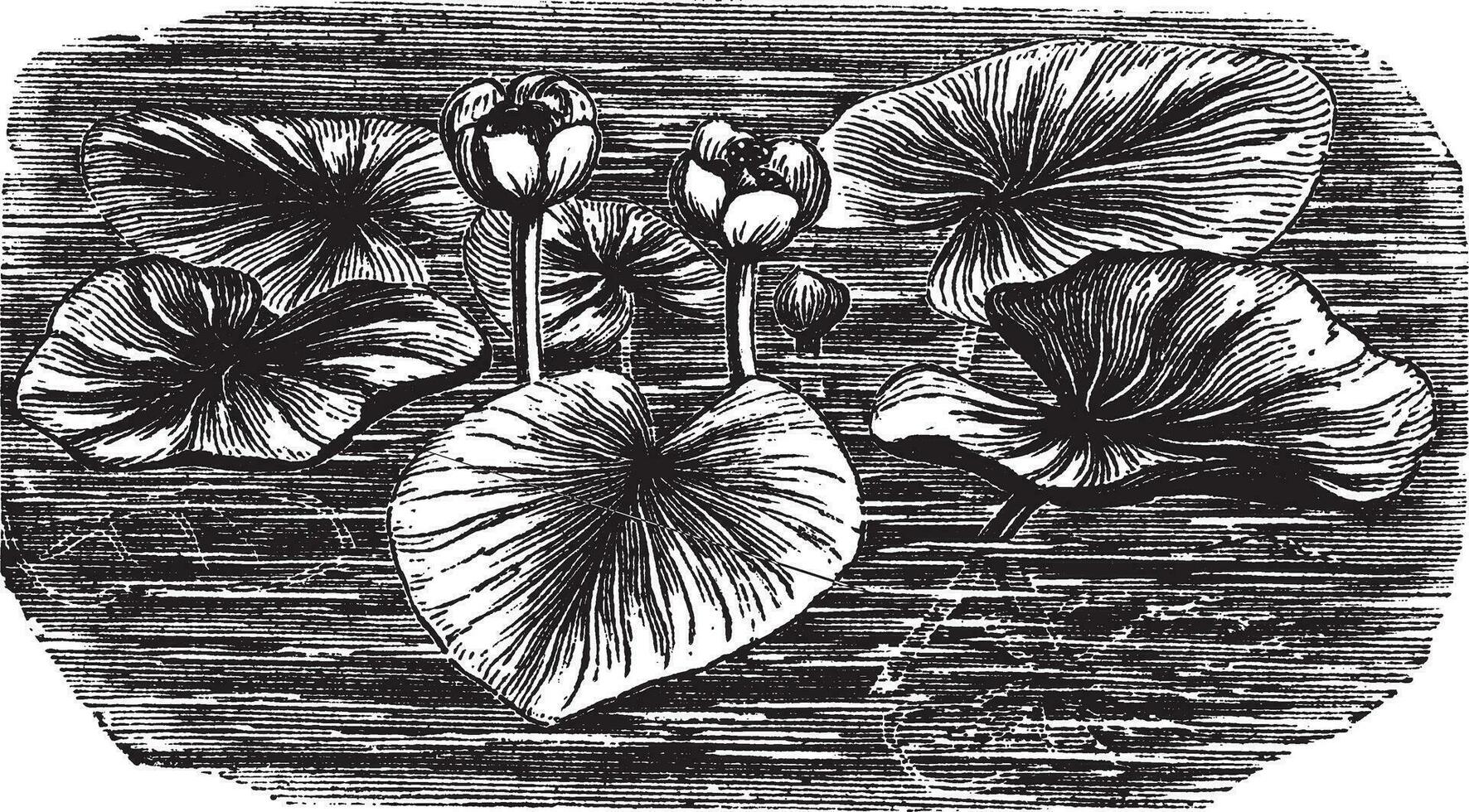 geel Waterlelie of nupha lutea, wijnoogst gegraveerde illustratie vector