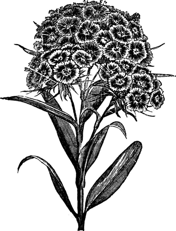 anjer barboe dianthus barbatus of zoet Willem. wijnoogst gravure vector