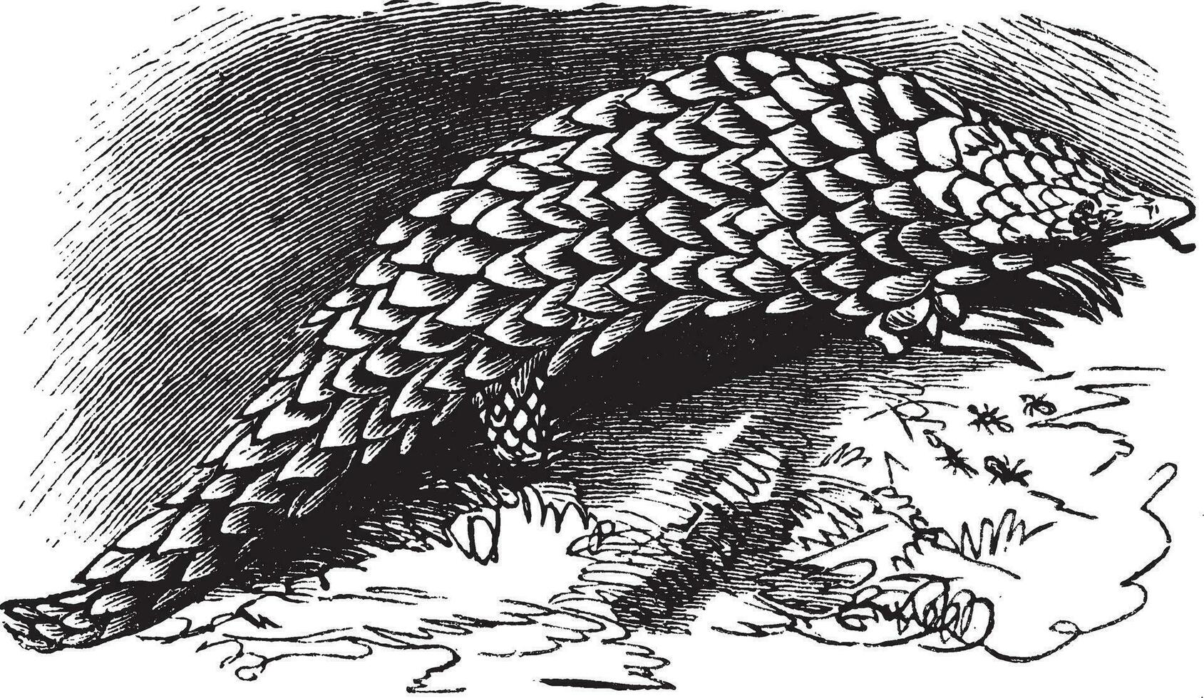 Chinese pangolin of manis pentadactyla wijnoogst gravure vector