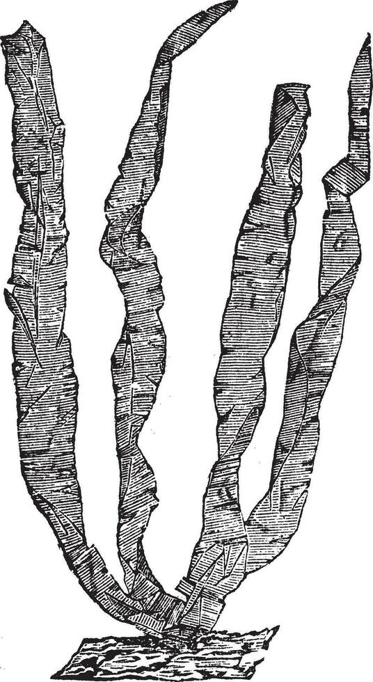 zeewier of porphyra sp., wijnoogst gravure vector