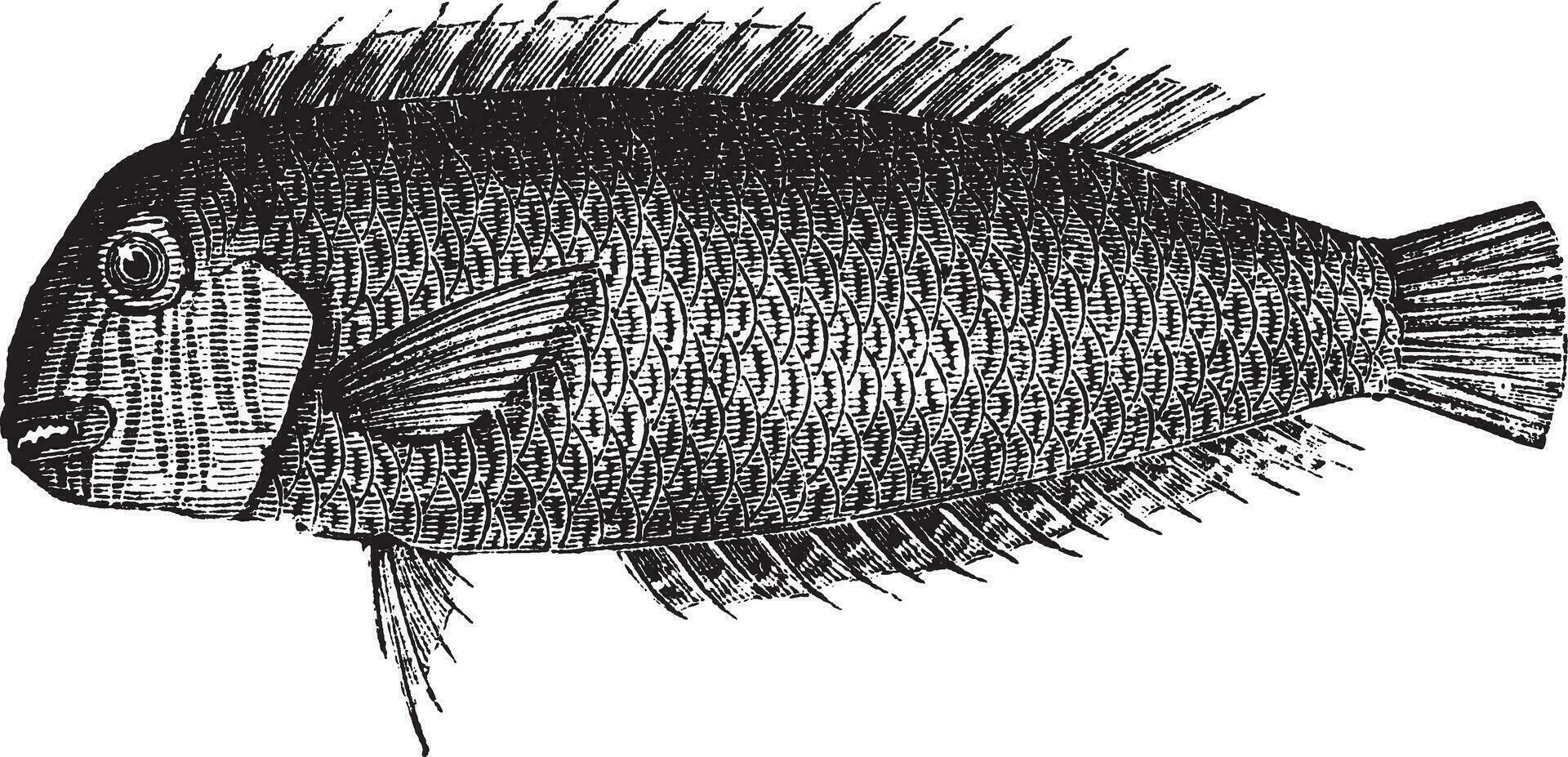 parelachtig scheermesvis of xyrichtys novacula wijnoogst gravure vector