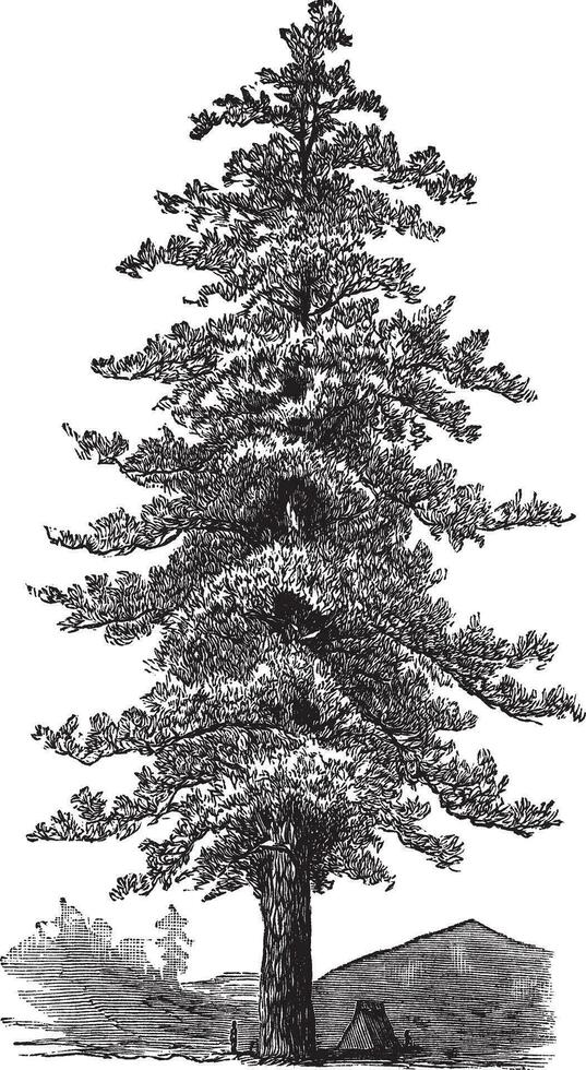 Amerikaans geel pijnboom pinus ponderosa of ponderosa pijnboom, wijnoogst gravure. vector