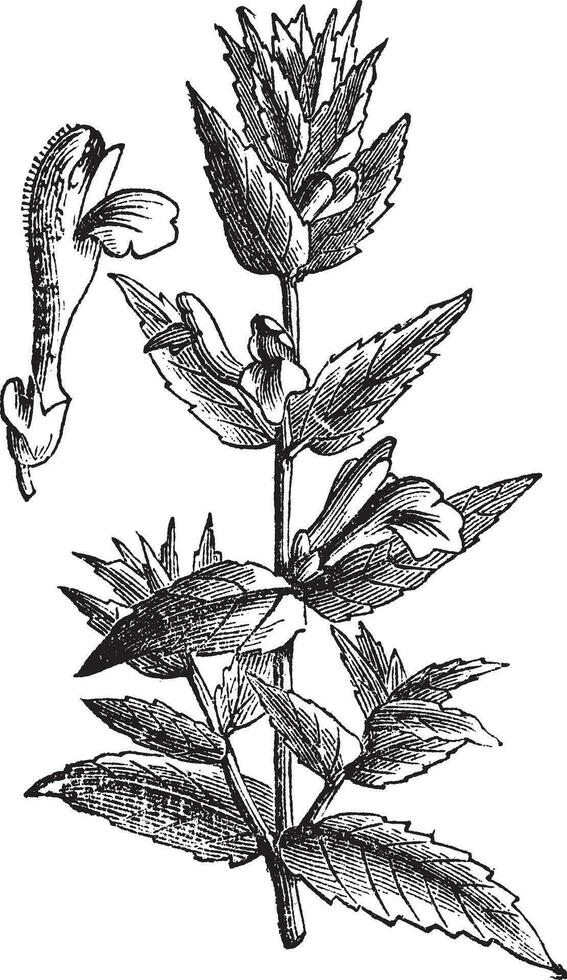 gemeenschappelijk kalotje of scutellaria galericulata wijnoogst gravure vector