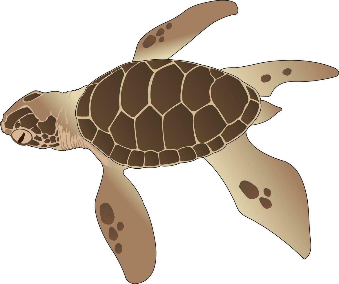 zee schildpad, illustratie vector