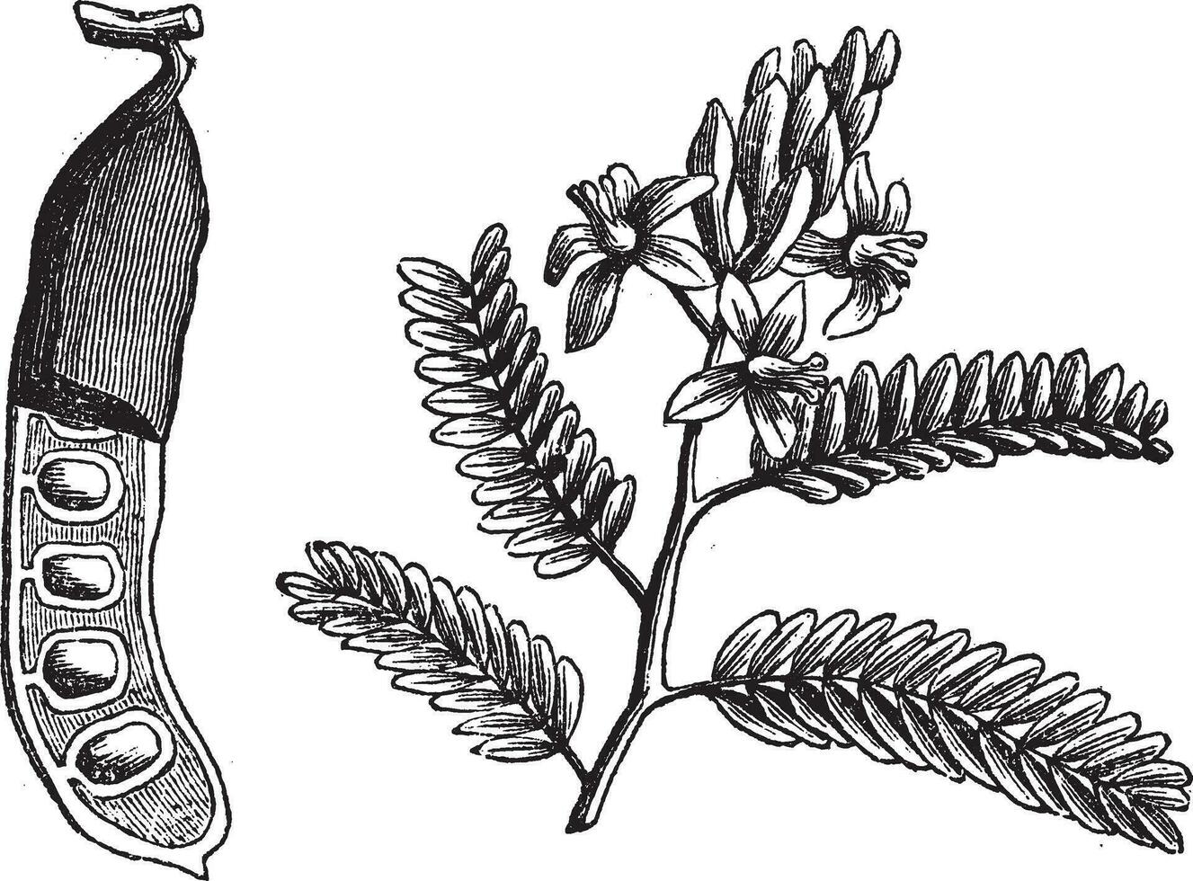 tamarinde tamarindus indica, wijnoogst gravure. vector