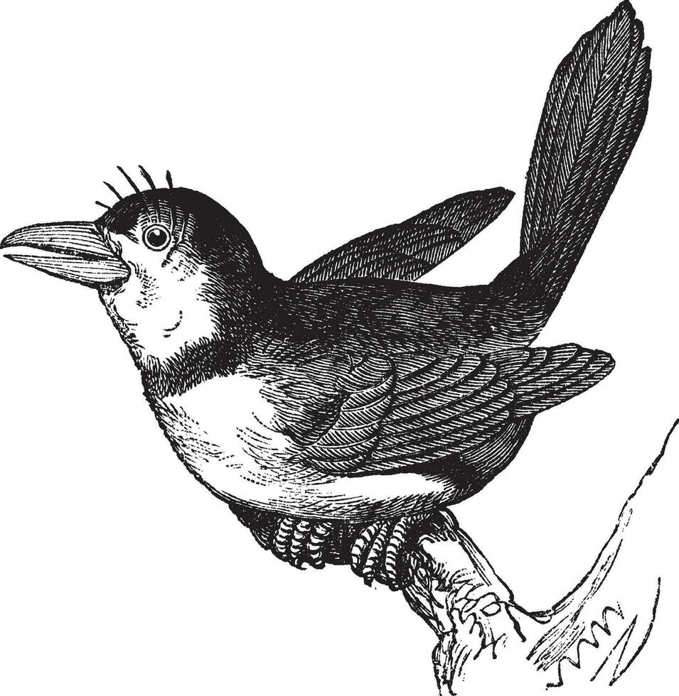 puffbird buco macrorhynchus, wijnoogst gravure. vector