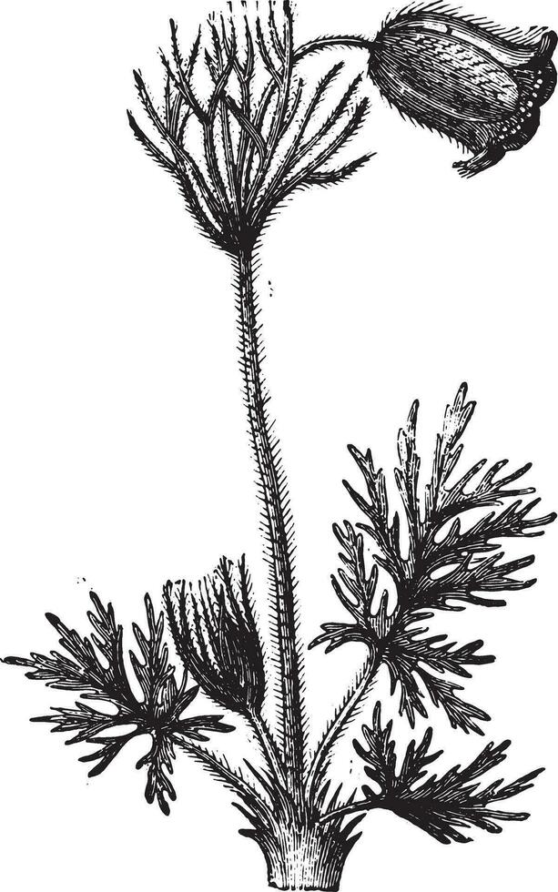 pasque bloem, wijnoogst gravure. vector