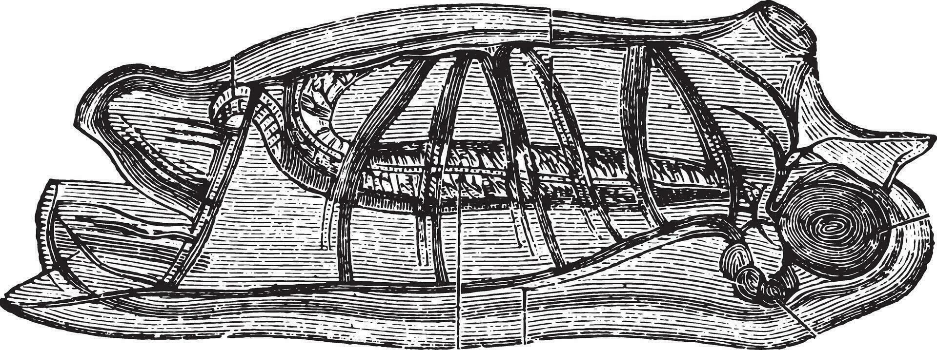 salp, wijnoogst gravure. vector