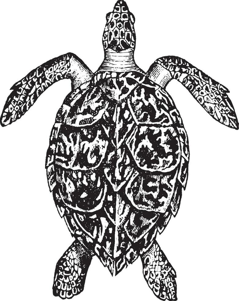 karetschildpad schildpad, wijnoogst gravure. vector