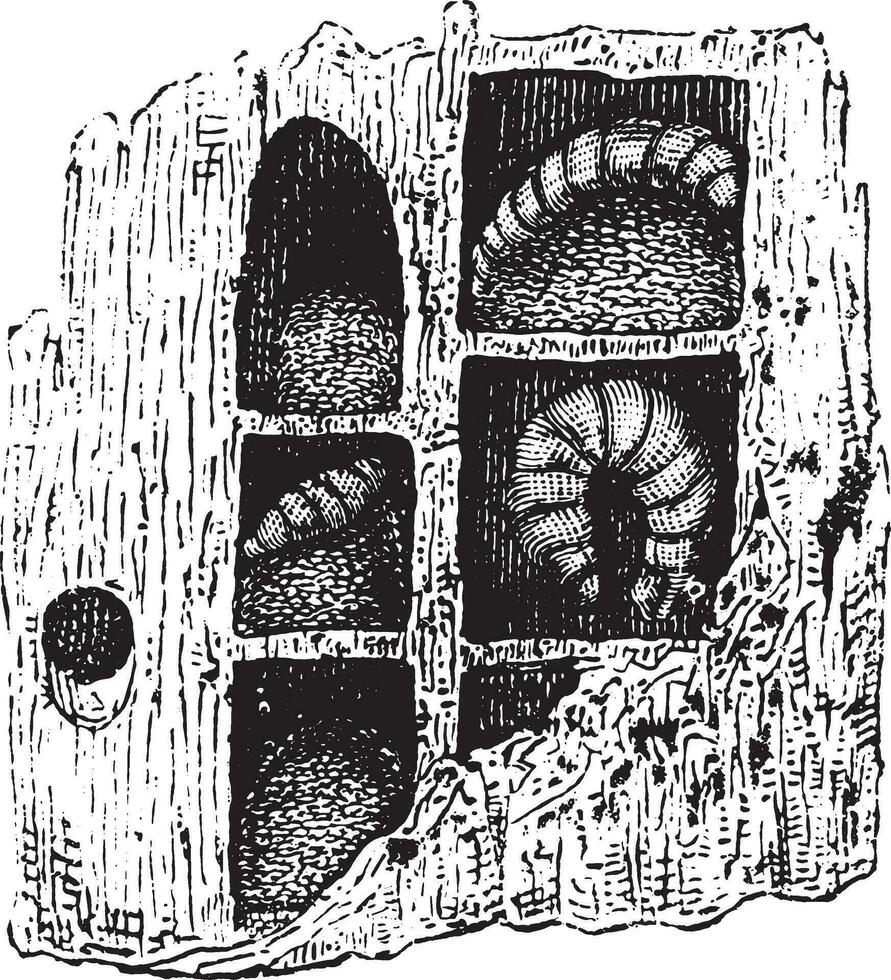 timmerman-bij nest, wijnoogst gravure. vector