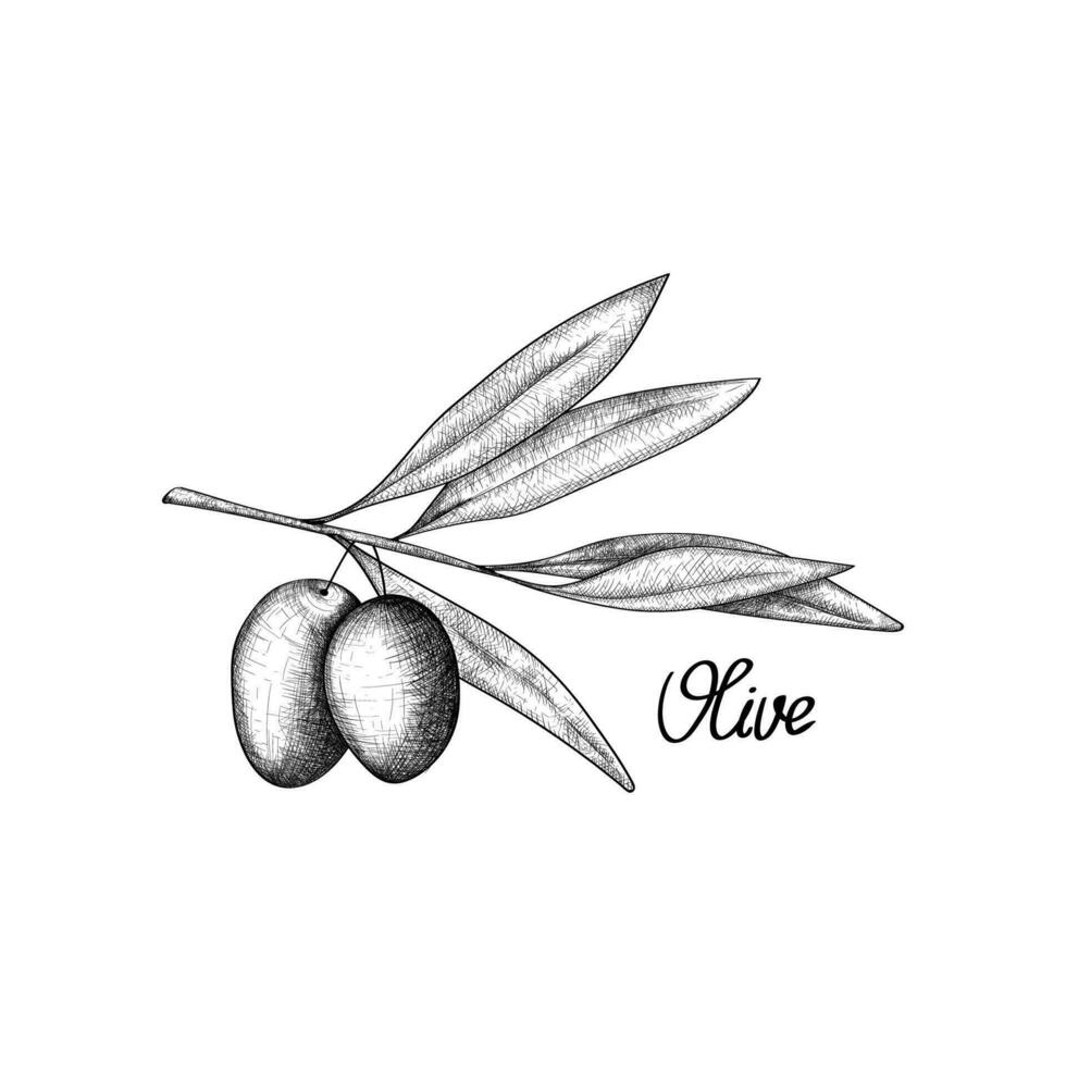 vector illustratie olijf- Afdeling met 2 fruit in de gravure stijl. ontwerp van olijf- olie of verpakking en etiket voor de fles. hand- getrokken geïsoleerd