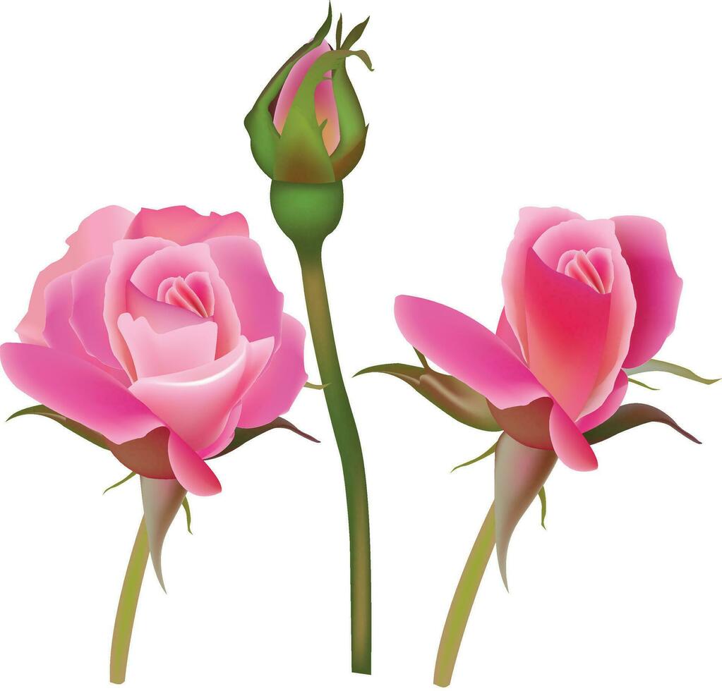 roze vector rozen Aan wit achtergrond voor bloemen decoratie