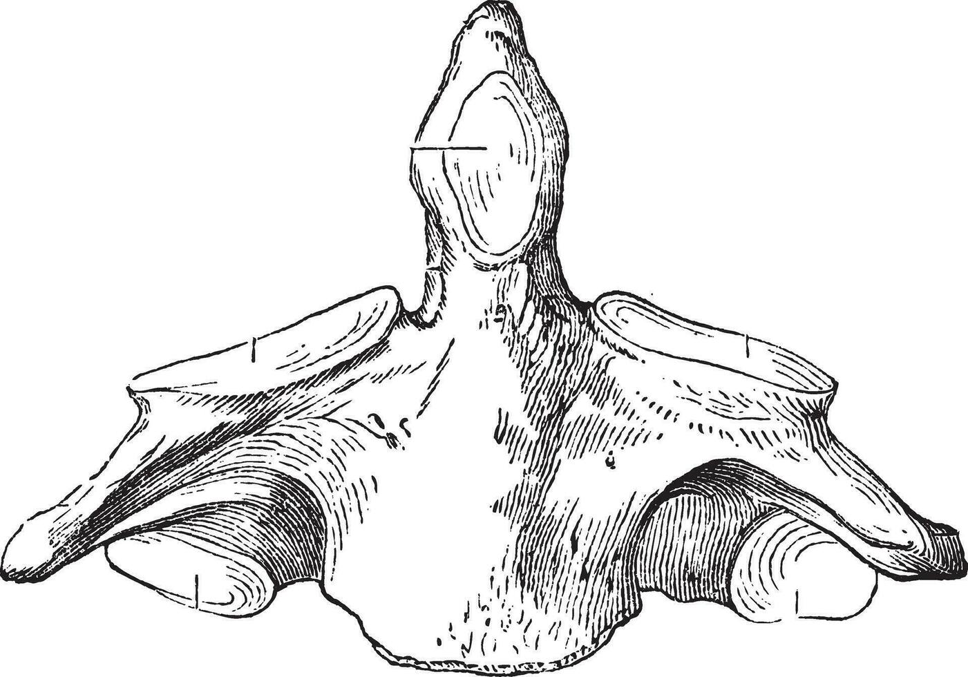 afb. 136. as tweede cervicaal wervel, wijnoogst gravure. vector