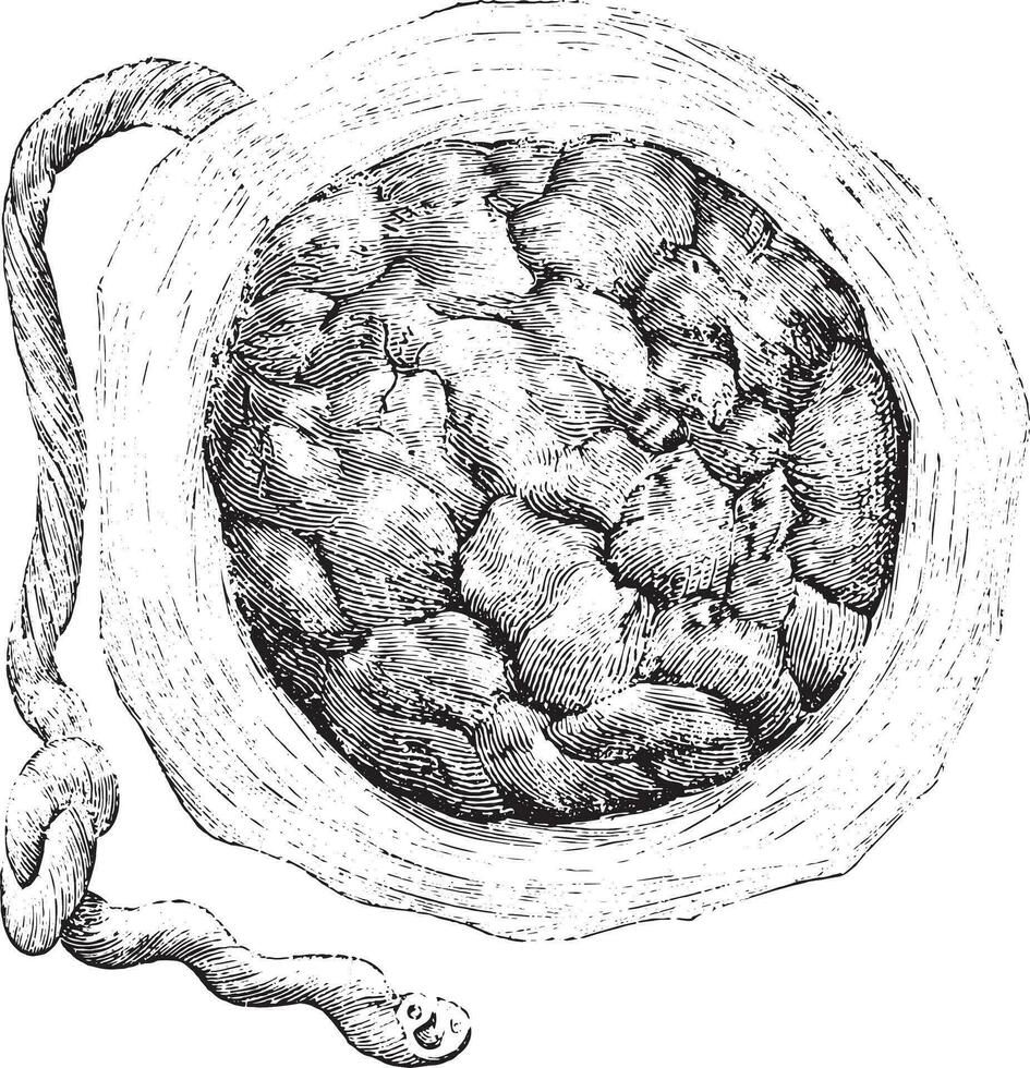 placenta extern of baarmoeder kant, wijnoogst gravure. vector